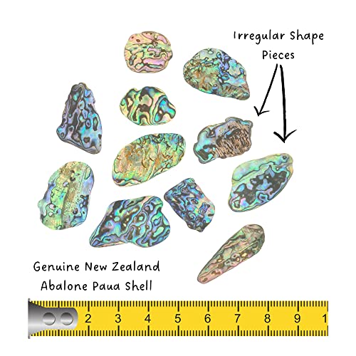 Abalone New Zealand Paua Shell, Natural Polished Tumbled Sea Shell Pieces for Inlay Decoration, Resin Art, Jewelry - Image 3
