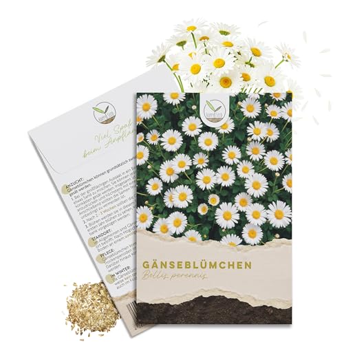 Gänseblümchen Samen (Bellis perennis) - Zarte Blumen mit langer Blütezeit für eine bunte Blumenwiese das Beet den Balkon und die Terrasse
