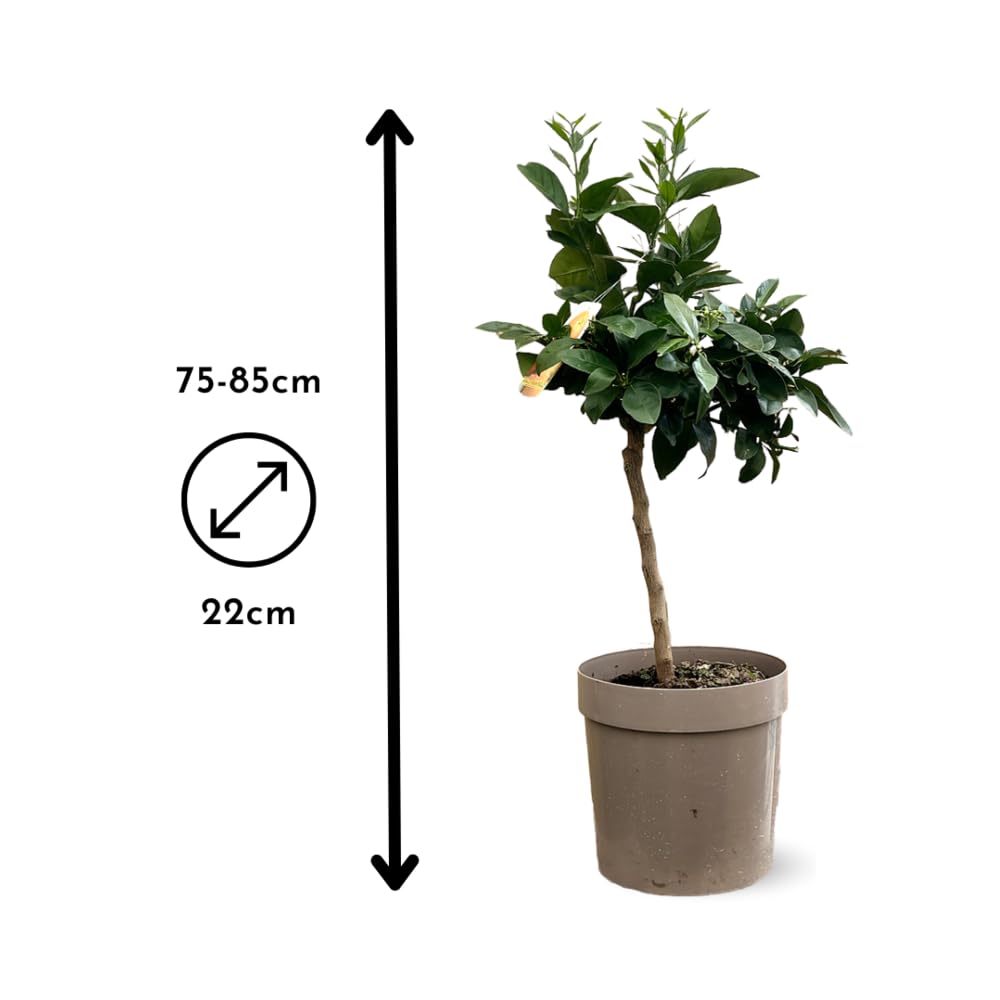 Attitude Jardin - Oranger sanguin - agrume méditerranéen - arbre fruitier - 75-85 cm - ⌀ 22 cm
