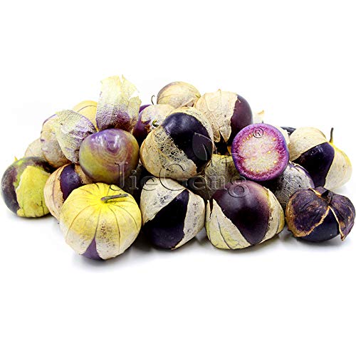 Seeds-Purple Tomatillo * 1 Pack 10's (PCS) * Physalis ixocarpa * to-ma-Tee-Yo * Organic * Herb Fruit * Garden: 1 Pack