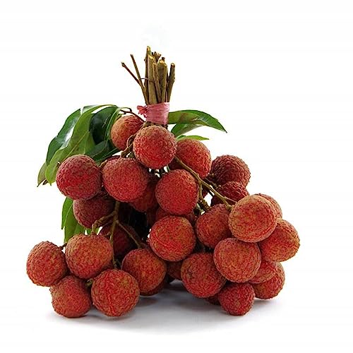 10 Samen Litschi Pflanze Indoor Gewächshaus, Exotische Pflanzen Samen Litschi Baum Nachhaltige Geschenke, Indoor Plants Bonsai Topf, Pflanzen Für Garten Bonsai Baum, Gewächshaus Balkonpflanzen – Bild 3