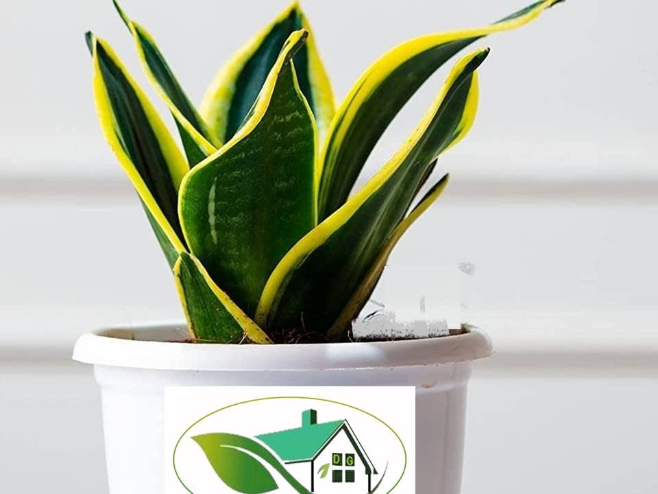 See full amazon price history chart for DOOR TO GARDEN Nature Care Beautiful Yellow Snake Plant Air Purifier Indoor Live Healthy Plant For Home Office Decor Garden Decoration DOOR TO GARDEN Nature Care Beautiful Yellow Snake Plant Air Purifier Indoor Live Healthy Plant For Home Office Decor Garden Decoration (B0BN8S7TW4) Amazon Price History, Amazon Price Tracker