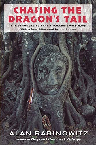 Small Indian Civets Viverricula Indica Ringtails Of India Southeast Asia And Southern China