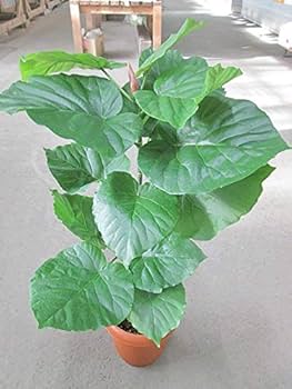 フィカス ウンベラータ 142cm8号 フィカス・ウンベラータ 8号