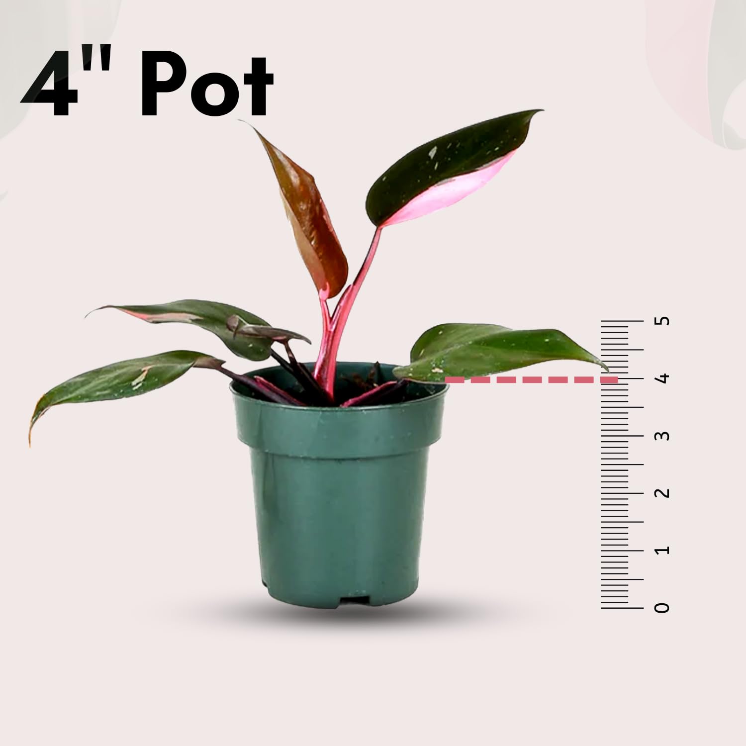 Amazon.com : 2 Inches Philodendron Pink Princess Live Plant with 4" Pot -  Philodendron Plant Live Easy to Grow and Air Purifying - Indoor Houseplants  for Home Office Wedding Decor & Gift