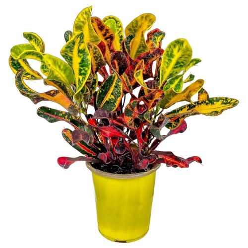 Croton Mammy - 16' to 20' Overall Height, 1 Gallon Pot - Live Variegated Plant - Tropical Plants of...