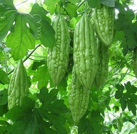 80pieces Green Bittergourd Vegetable Seeds