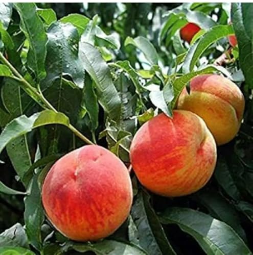 Image of Rare Peach Fruit Grafted Live Plant | Fresh Peach Tree Live Plant for Home Garden | Easy Growing Fruit Plant for Terrace, Balcony & Outdoor Farming | Grafted Plant a€ inch Pack of 1