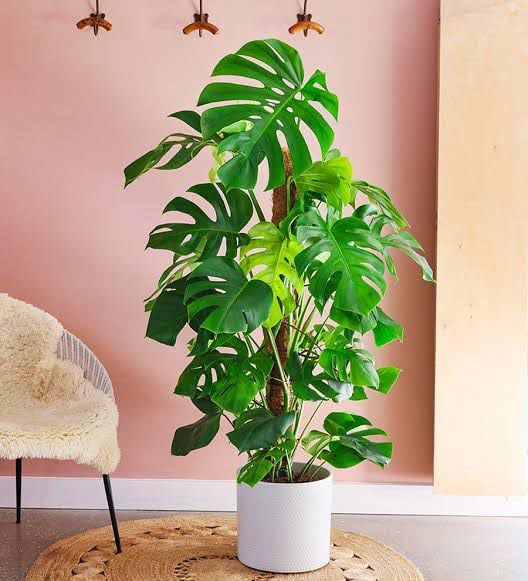 Big Size Swiss Cheese Plant Live | Monstera Deliciosa Indoor Tropical Plant for Indian Homes | Big Size, Pack of 1 With Pot-image-25