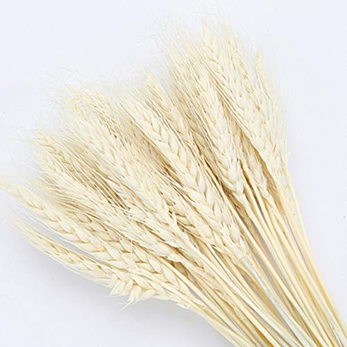 YIWOYI 50Pcs Artificial Flowers In Vase, Real Wheat Natural Dried Flowers Wedding Party Decoration Home Decoration Wheat Bouquet Props (50PCS-Beige)