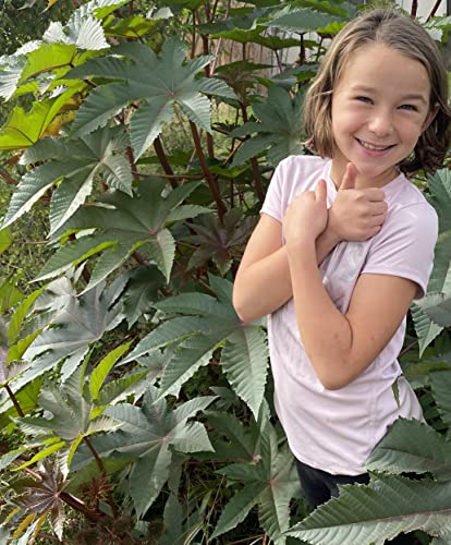 Castor Bean Ricinus communis Tropical Plant Premium Seeds for Planting Packet