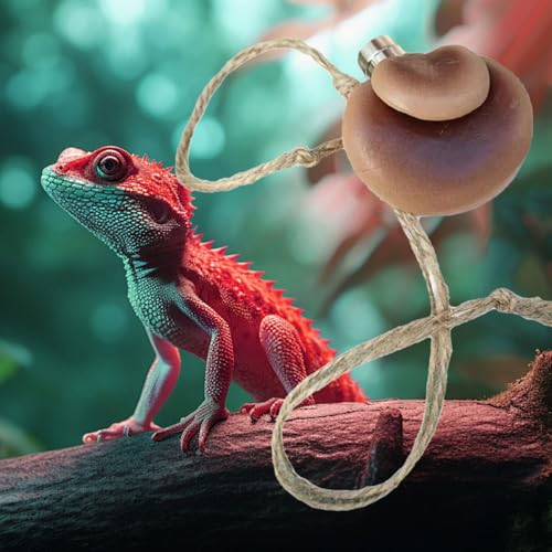 Kelisdi Piattaforma Sicura A Forma Di Fungo Per Lucertole E Ragni Che Saltano, Habitat Naturali Per Migliorare I Ragni Che Saltano - 6