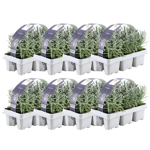 Blauer Duft-Lavendel 48 Lavendel Pflanze angustifolia - Lavendelpflanzen winterhart - echter lavendel - Gartenpflanzen - Lavendelstrauch - Lavendel Pflanze - duftlavendel - 48 x Ø7 cm - 15 cm