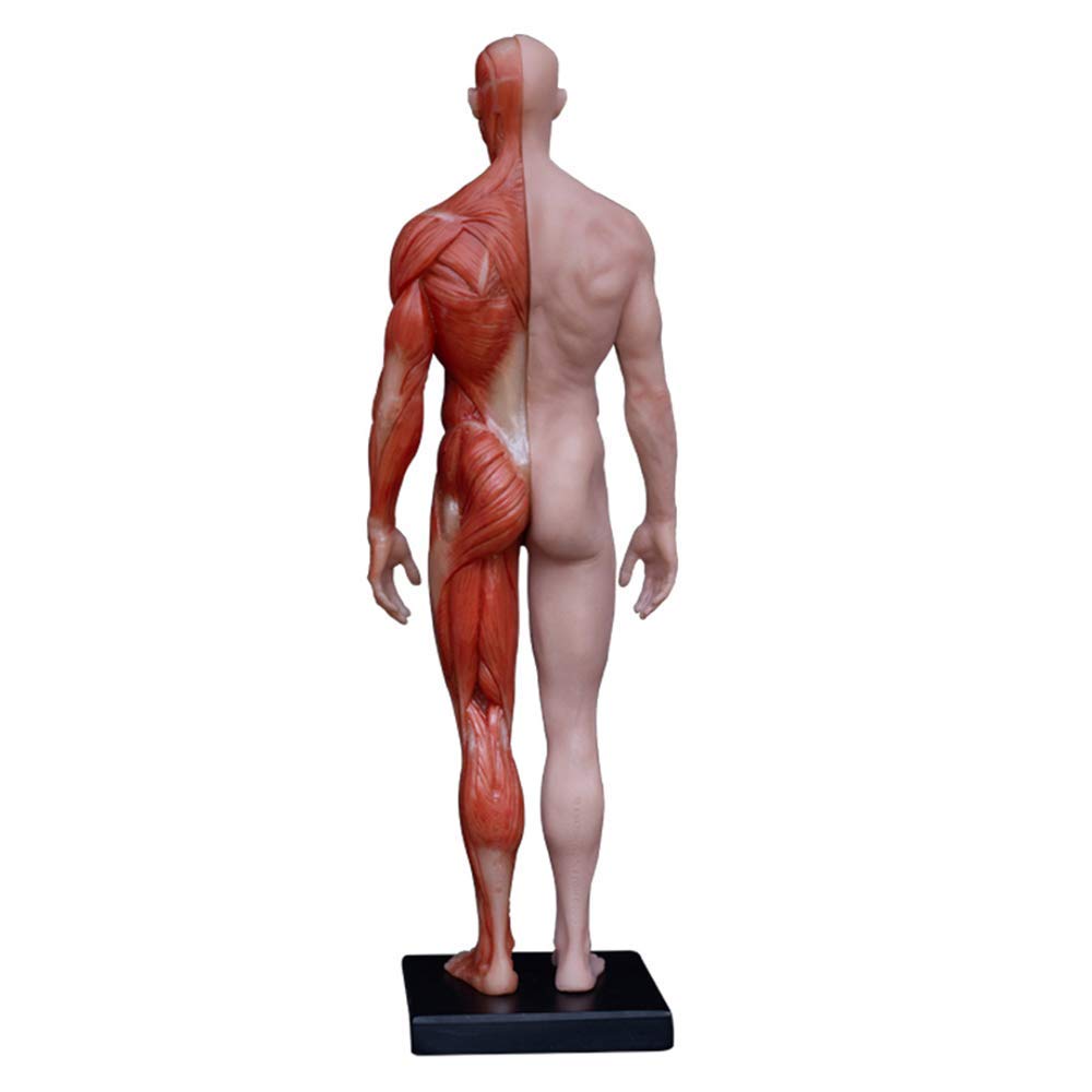 Amazon.co.jp: 人体模型技術-11インチ（30 Cm）人体解剖図-芸術家の