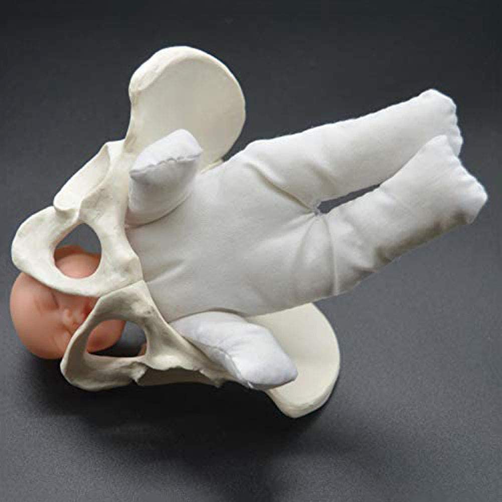 Buy JUSTINZZ Standard Childbirth Simulator With Models Of Baby Pelvis 