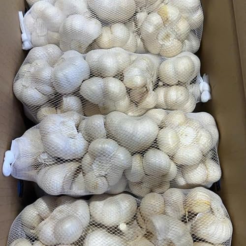 【SAM&AIMEE STORE】青森にんにく 国産にんにく B品 訳あり 玉 ネット販売 L?2Lサイズ (1kg約12-22玉入り) 根擦り仕上げ済み 野菜、ニンニク (500グラム)