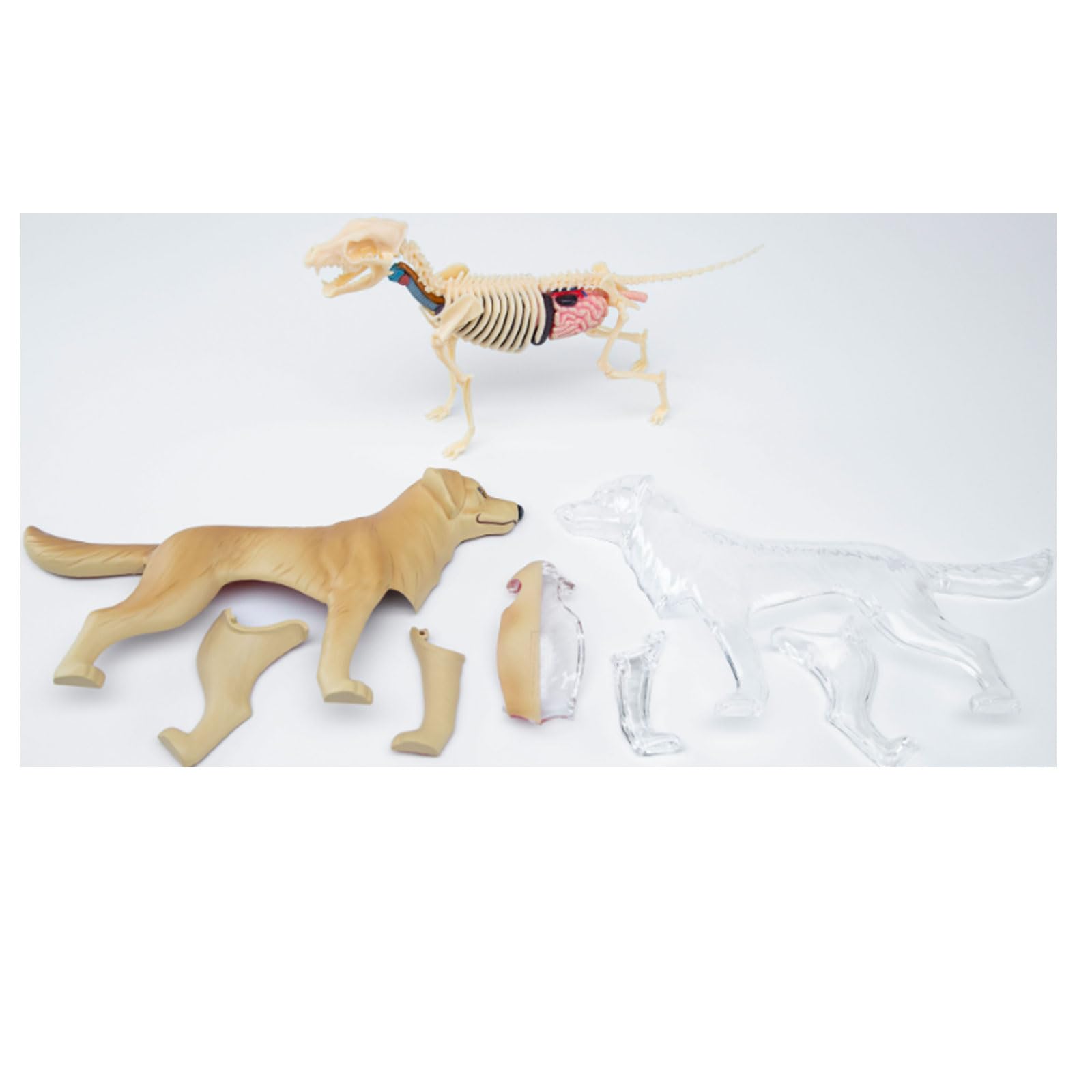 Modello di scheletro di organi animali 4D, modello di scheletro staccabile, materiale scientifico, modello di anatomia di organi animali, modello di scheletro 4D, modello di anatomia di organi animali