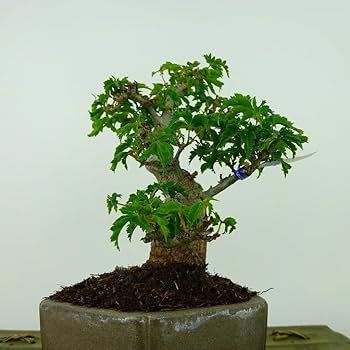 もみじ　盆栽 格安盆栽素材/生産品紹介/清玄もみじ 貴風盆栽素材 販売/通販の