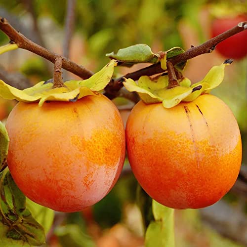 Yegaol Garden 5Pcs Persimmon Tree Seeds Diospyros Kaki Seeds Non-Gmo Organic Garden Backyard Plant Fruit Seeds #TOP14