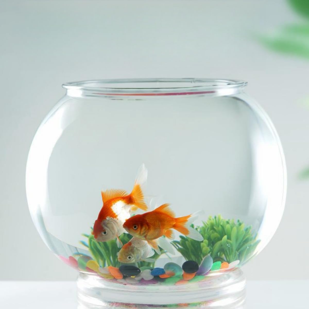 鉢 金魚 メダカ 水槽 楽天市場】メダカ 金魚 水槽 金魚鉢 プラスチック 透明 メダカ鉢