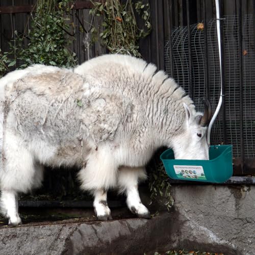 2 alimentadores de frango pendurados com fivela em forma de D, alimentador de água para frangos de 5