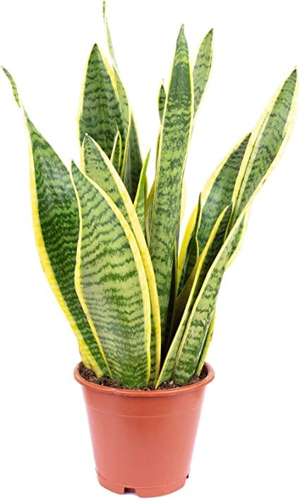 Sansevieria Trifasciata Natural Planta de Interior muy Resistente