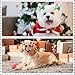 Sunnymove 300 Pcs Christmas Dog Bow Flower with Rubber Band Bulk Cute Christmas Dog Grooming Hair Accessories Puppy Hair Bows Pet Xmas Favor Gift