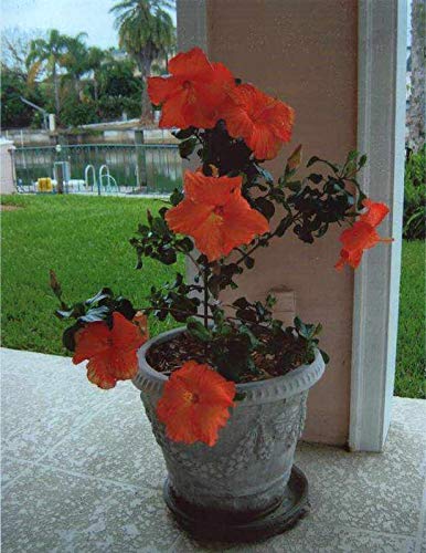 PlantaZee Hibiscus Plant Flower Indoor Outdoor Decorative Live Plant with Pot for Home and Office (B07Q8JTVSC) Amazon Price History, Amazon Price Tracker