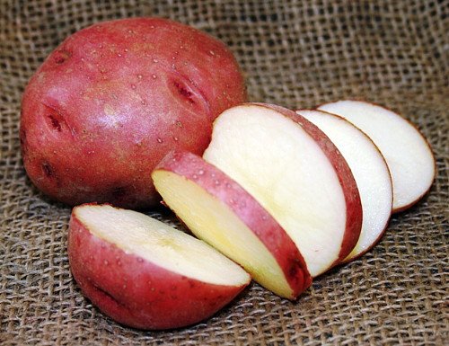 Norland Red Potato 8 Certified Seed Tubers