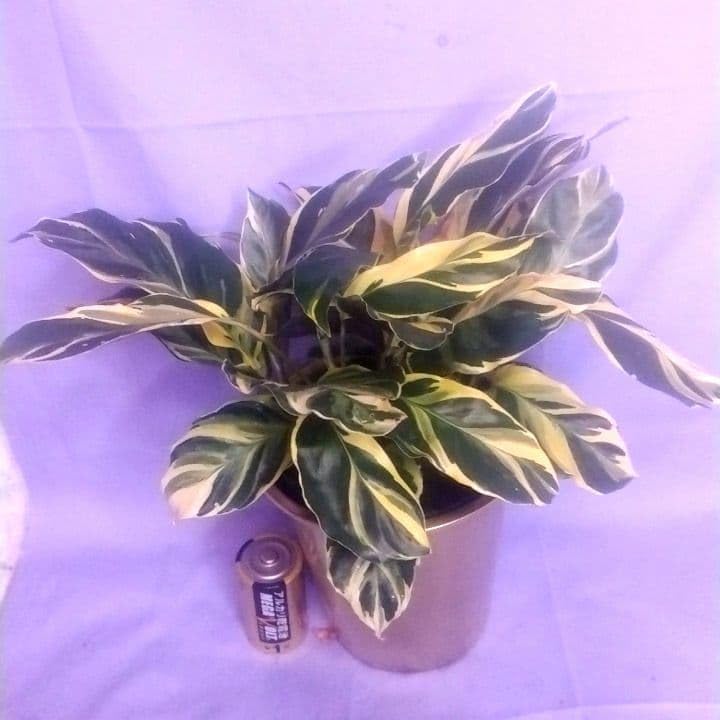 3000????スッキリした強めの色合い エンペラー ローウイゼ カラテア