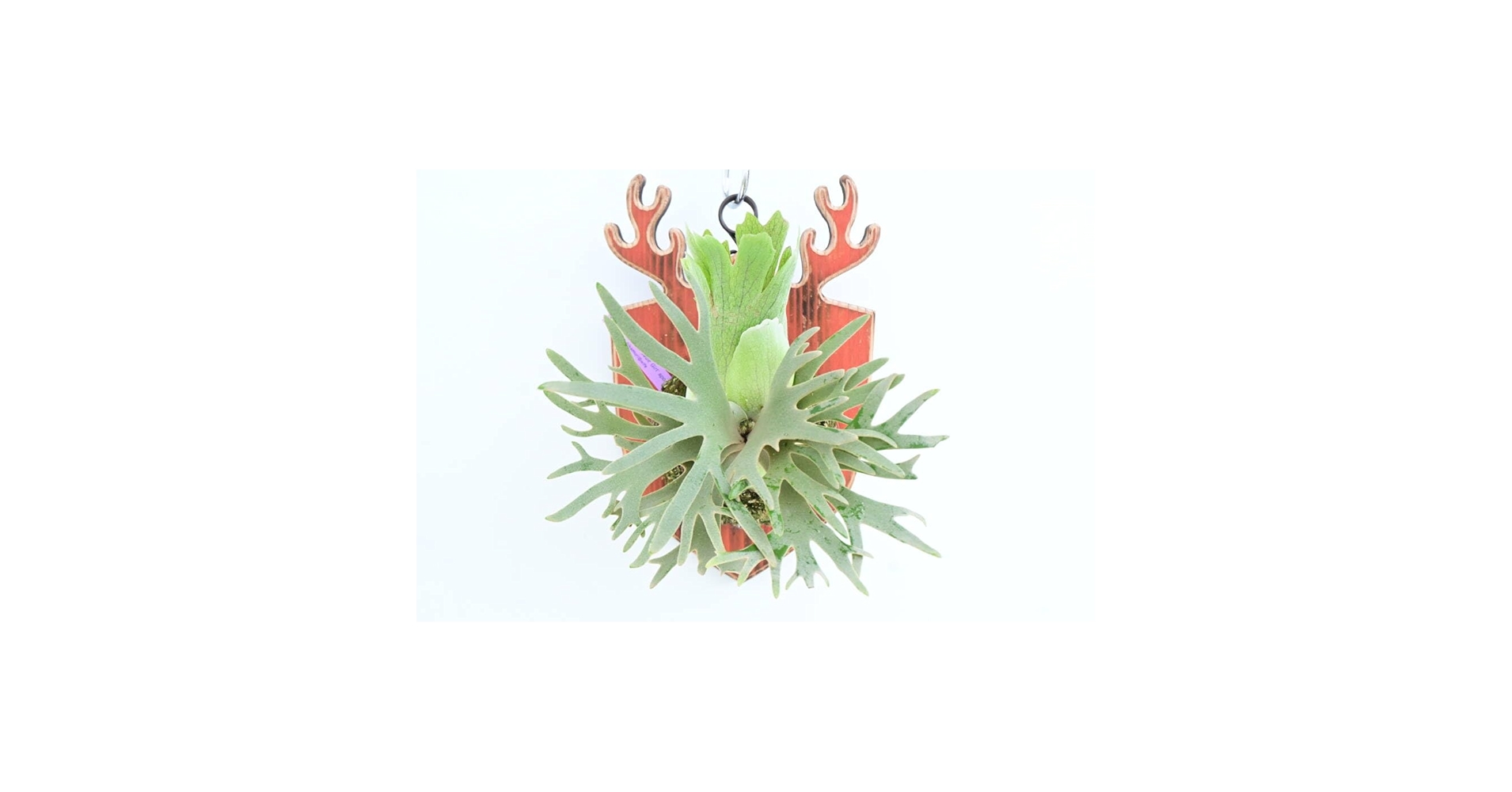 Amazon.co.jp: P.willinckii 'Jade Girl' spored⑧ @bikamori