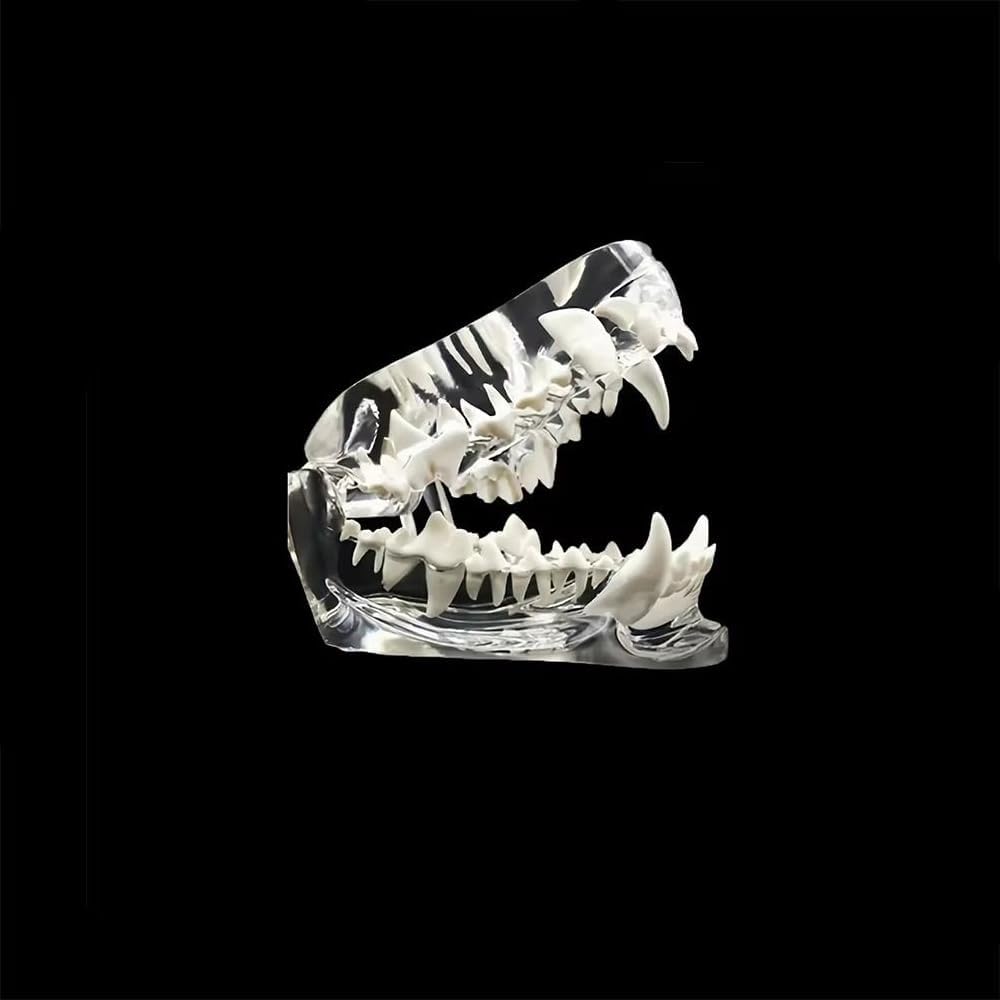 Transparent Dog Tooth Model, Clear Canine Jaw with Teeth, Dental Education