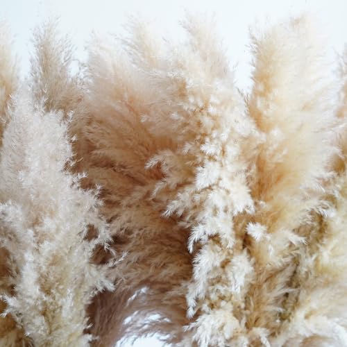 5 piezas pampas grass 50-60 cm decoración boho miniatura 7