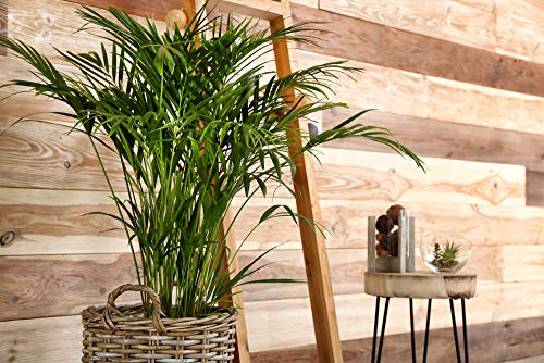 Dypsis Lutescens - Goudpalm - Kamerplant - Onderhoudsvriendelijk - ⌀24 cm - 140-150 cm - Afbeelding 4