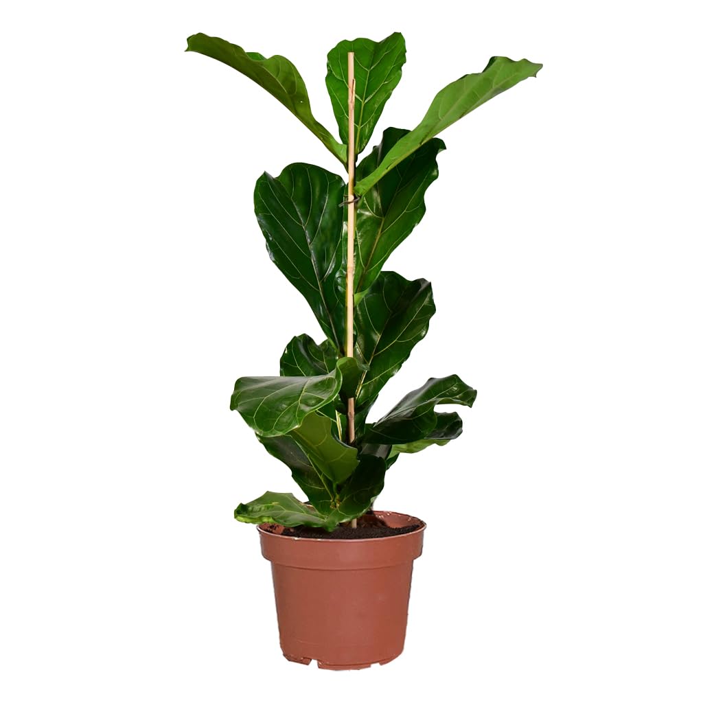 Geigenfeige Ficus lyrata - große Zimmerpflanze 100-110 cm - Topf Ø19-21 cm - pflegeleicht - 1x pro Woche gießen - heller Standort - ideale Bodenpflanze für Wohnzimmer & Büro