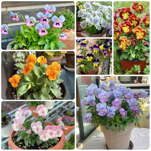 semi biologici di viola del pensiero rare, decorazione del soggiorno resistenti di viola del pensiero da giardino roccioso resistenti decorativi 200pcs