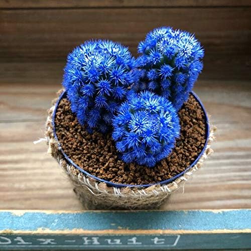 明日香姫 青色 サボテン 最大52 Offクーポン