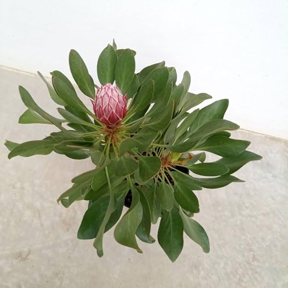 プロテア　オータムプリンス　5号 園芸ネット本店｜プロテア：オータムプリンス 5号鉢植え25-01 の通販