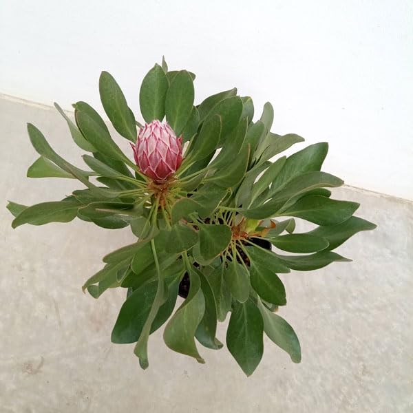 Amazon.co.jp: [ザ・ファームセレクト]プロテア：リトルプリンス