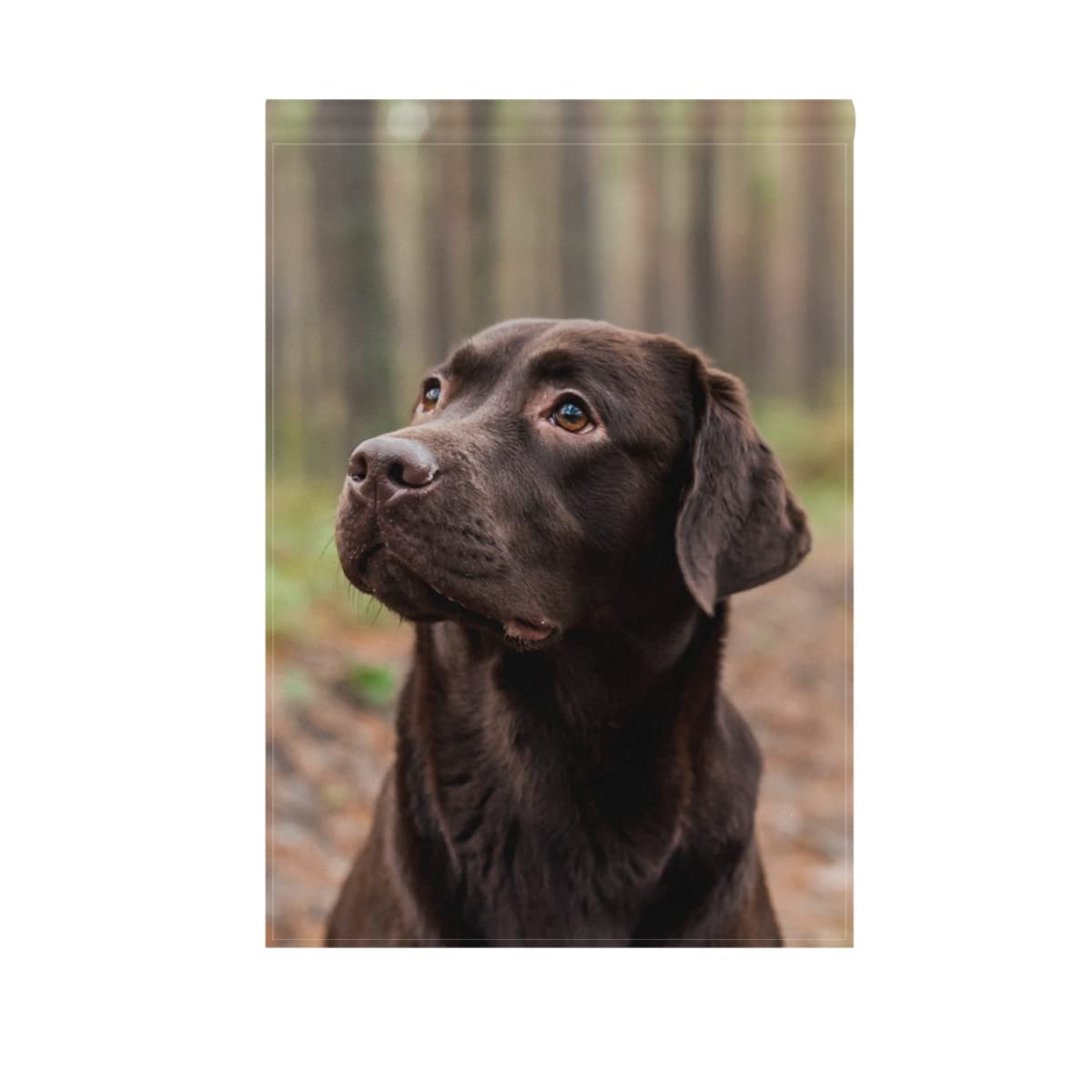 Hokkien Chocolate Labrador Sitting The Forest Garden Flag Banner 12 x 18 Inch Decorative Garden Flag for Outdoor Lawn and Garden Home Décor