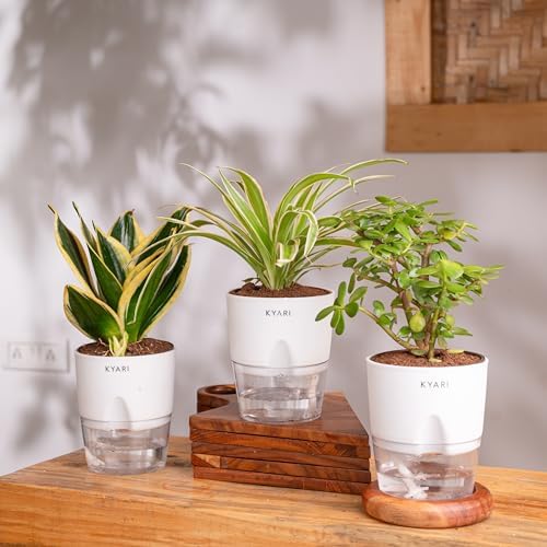 KYARI Combo of 3 - Lucky Jade, Spider & Golden Hahnii Snake Indoor Plants for Living Room | Live Plants | Plants with Cream Self Watering Pot for Home | Air purifier plants for Home Decor (B0D6MS9STP) Amazon Price History, Amazon Price Tracker