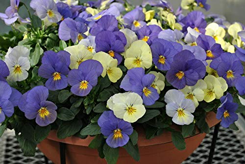 Amazon | ビオラ 天使の誘惑 色変わり プラスノベル ポット苗 3個