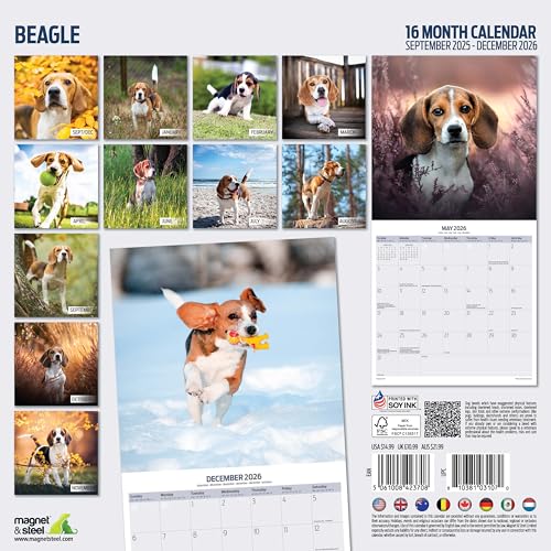 Beagle Traditioneller Kalender 2026