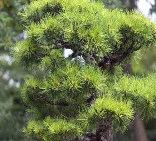 20pcs Green Pine Tree Seeds