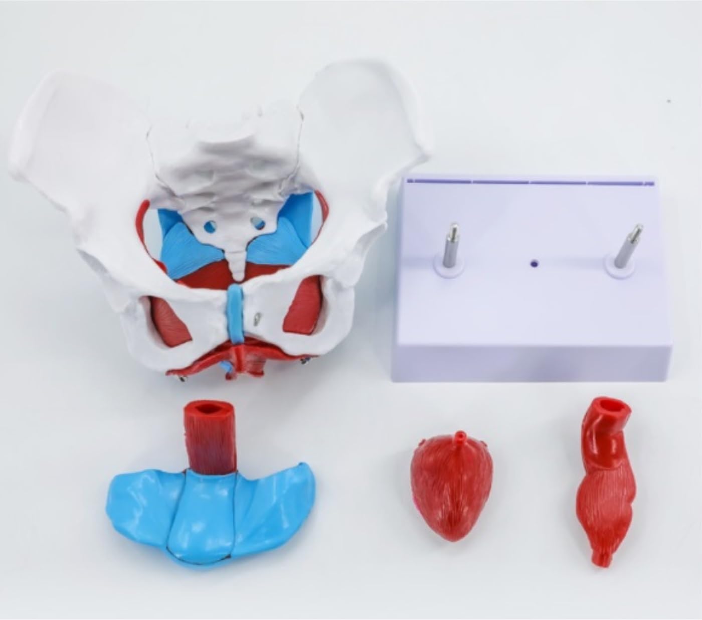 Anatomie Modell Menschlicher Körper Weibliches Becken Beckenbodenmuskelmodell Gebärmutter Eierstockmuskel Lehrmittel Bildungsbedarf Studenten Bildung Display