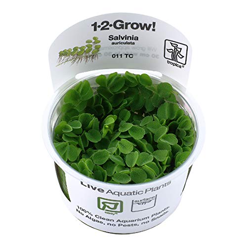 Tropica In Vitro 1-2-grow! Live Aquarium Plants (Salvinia auriculata)