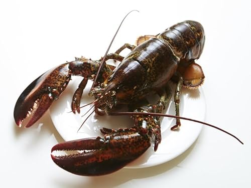 生オマール海老 カナダ産 瞬間冷凍 オマールロブスター 【オマールエビ】・オマール海老・