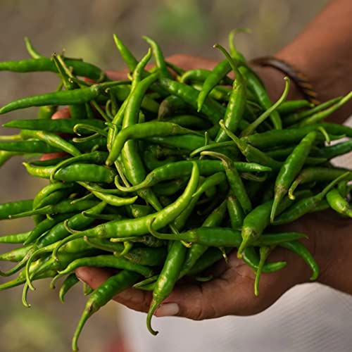 Image of Two Brothers Organic Farms Spicy Green Chilly Pickle (300GM)