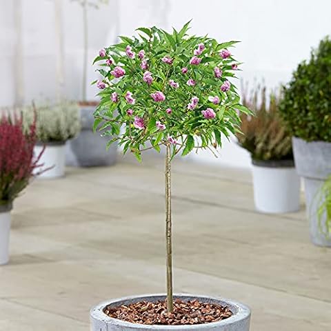 Prunus Kiku-shidare-zakura Weeping Cherry Tree Cover