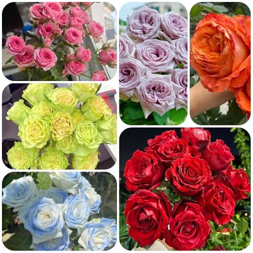 Semi di rosasemi resistenti, campo rosasemi, giardino 350pcs